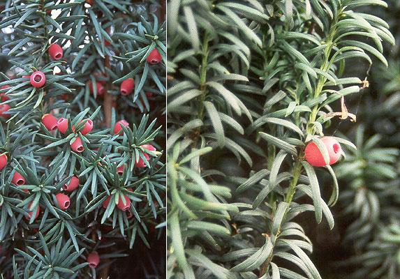 Taxus Baccata 'fastigiata' - View 17 from www redcrocus com