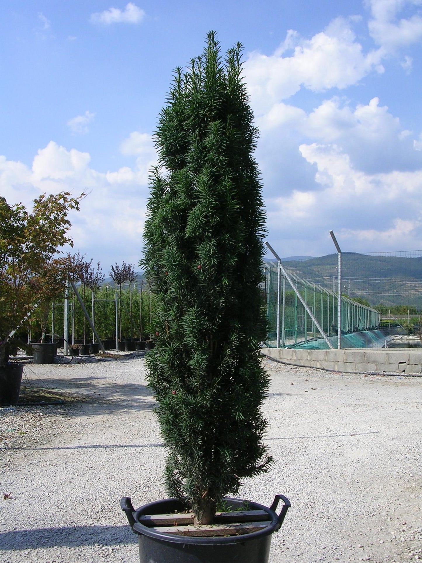 Taxus Baccata 'fastigiata' - View 18 from www redcrocus com