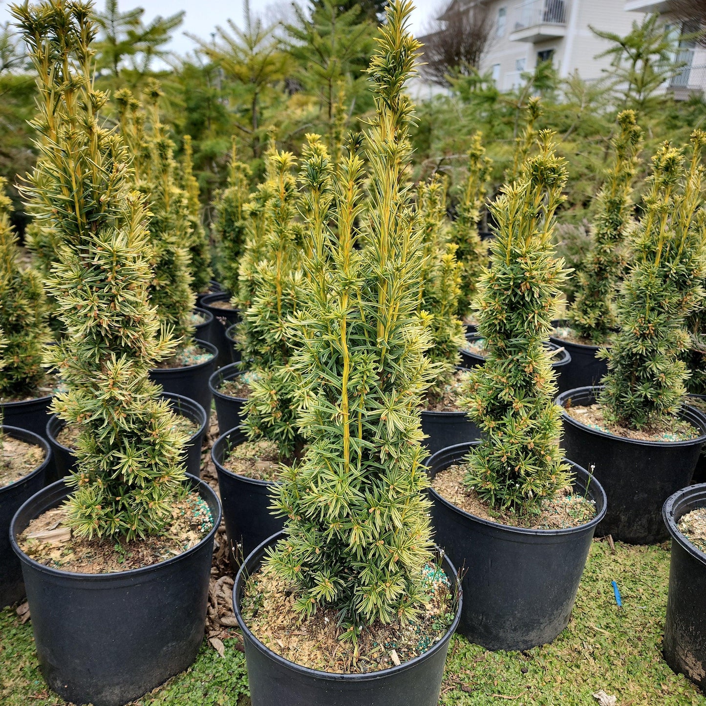 Taxus Baccata 'fastigiata' - View 19 from www redcrocus com