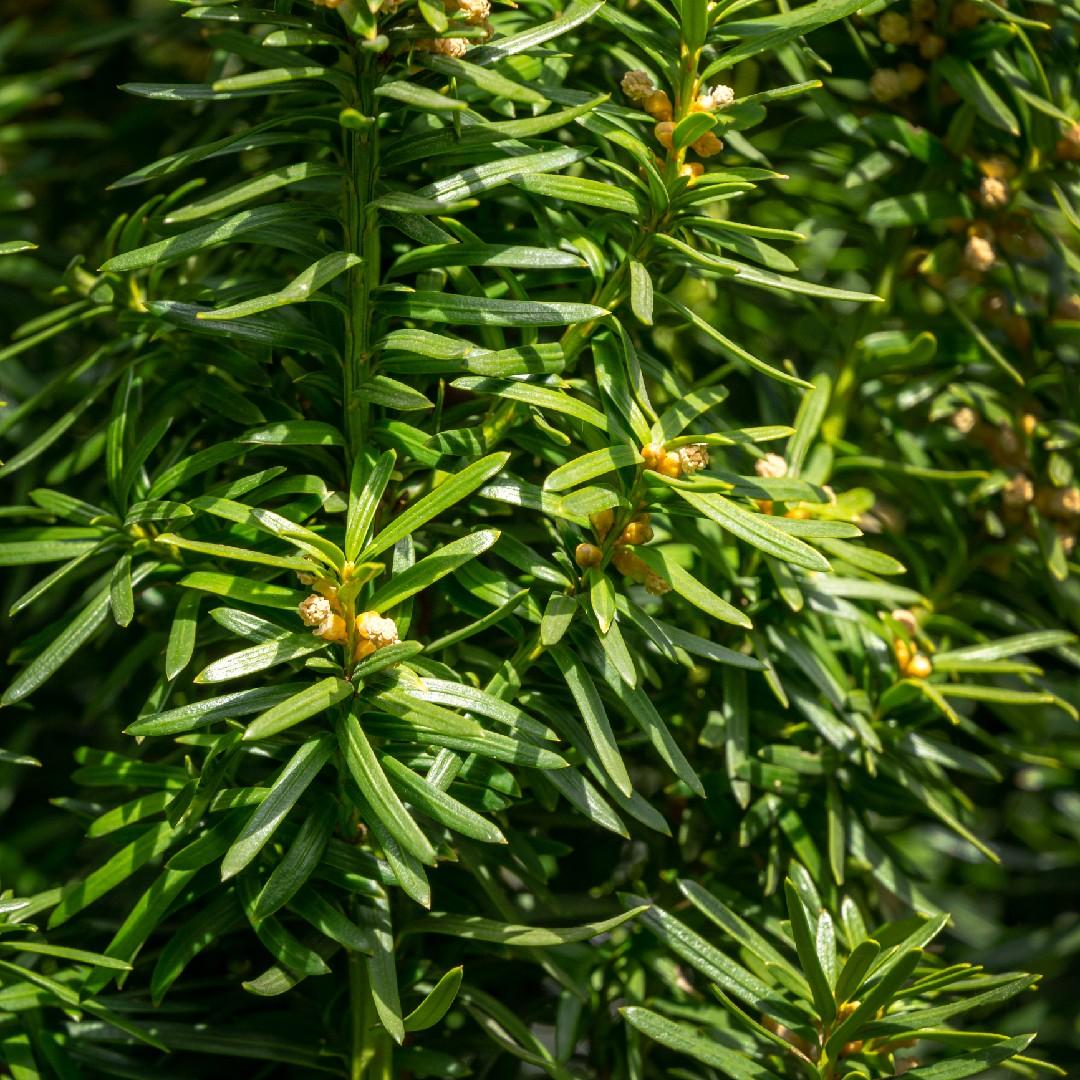 Taxus Baccata 'fastigiata' - View 20 from www redcrocus com