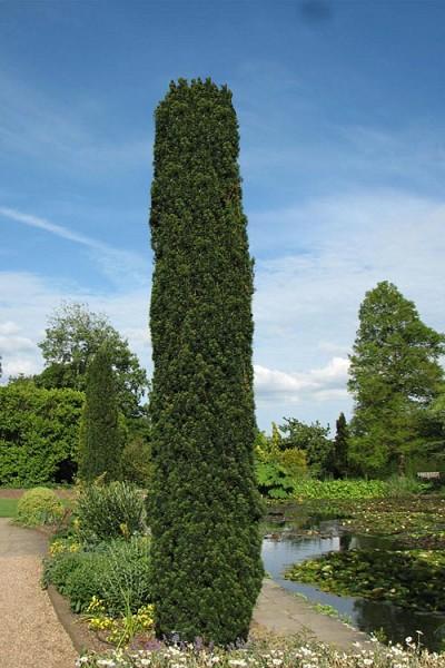 Taxus Baccata 'fastigiata' - View 3 from www redcrocus com