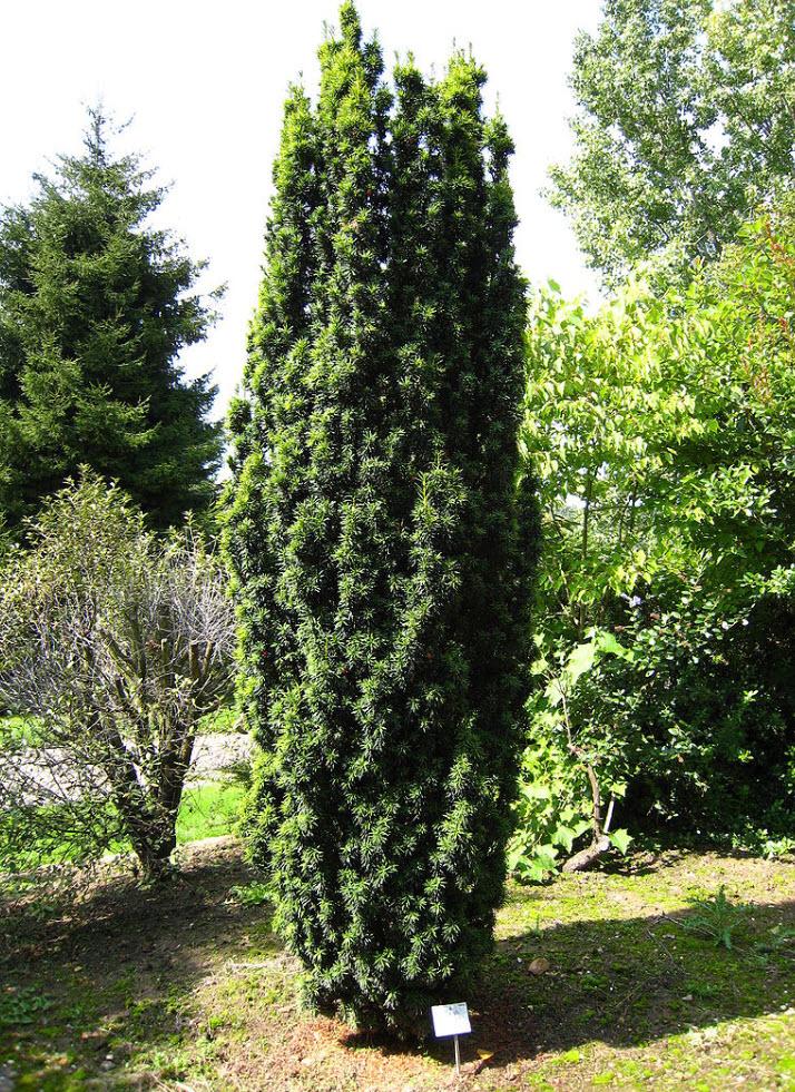 Taxus Baccata 'fastigiata' - View 4 from www redcrocus com