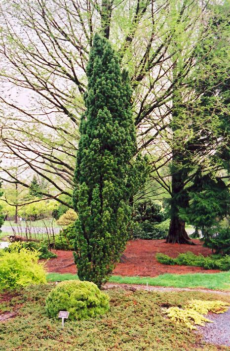Taxus Baccata 'fastigiata' - View 5 from www redcrocus com