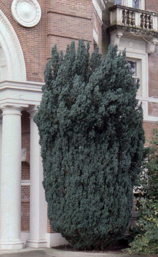 Taxus Baccata 'fastigiata' - View 6 from www redcrocus com