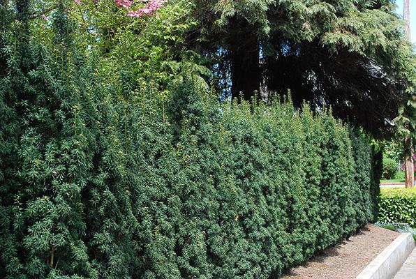 Taxus Baccata 'fastigiata' - View 8 from www redcrocus com