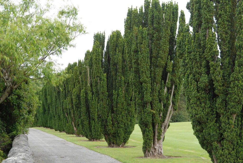 Taxus Baccata 'fastigiata' - View 9 from www redcrocus com