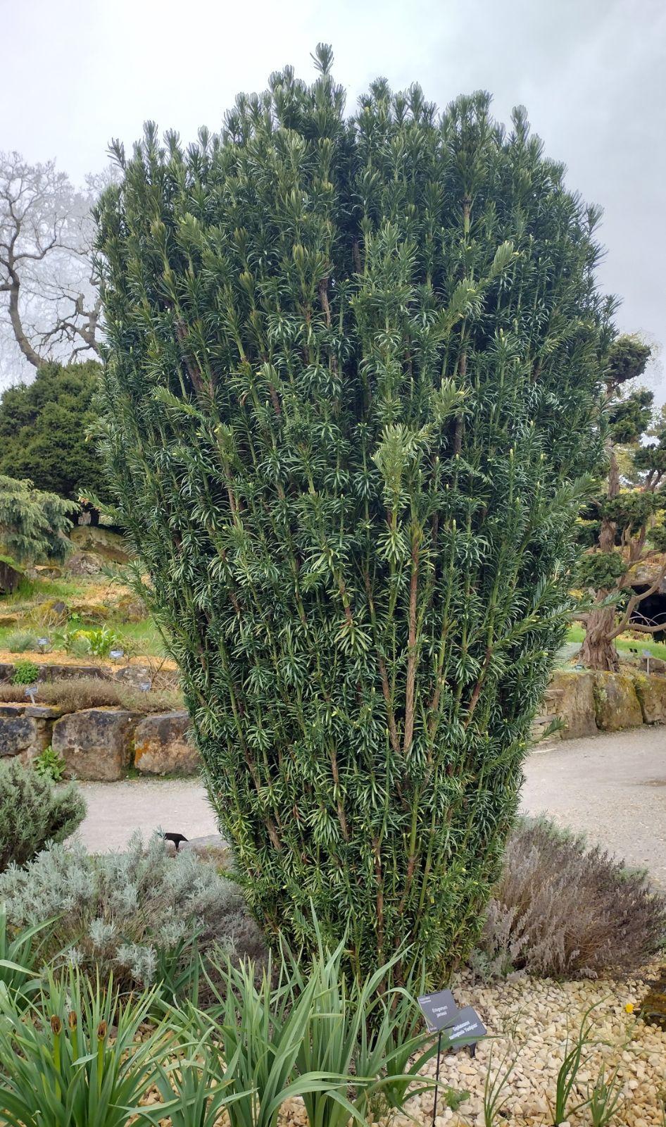 Cephalotaxus Harringtonia 'fastigiata' - View 13 from www redcrocus com