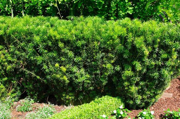 Cephalotaxus Harringtonia 'fastigiata' - View 15 from www redcrocus com