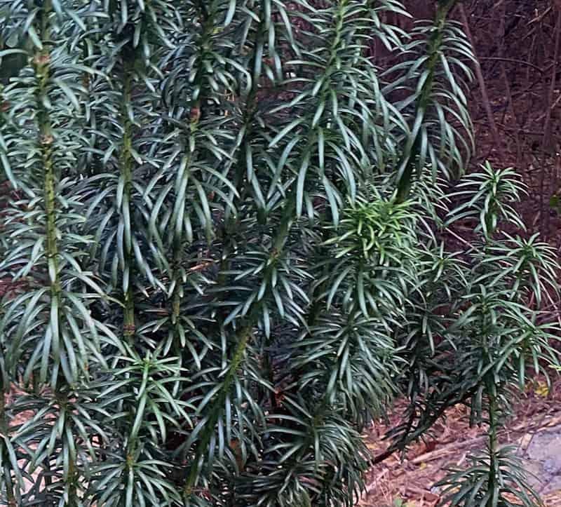 Cephalotaxus Harringtonia 'fastigiata' - View 16 from www redcrocus com