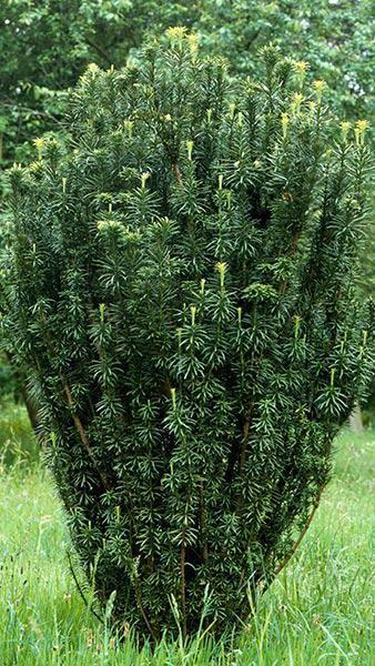 Cephalotaxus Harringtonia 'fastigiata' - View 18 from www redcrocus com