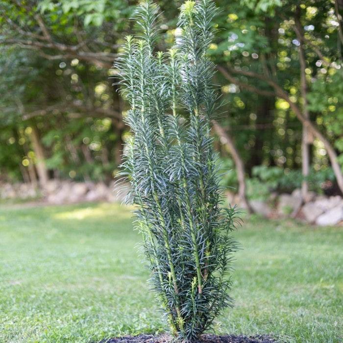 Cephalotaxus Harringtonia 'fastigiata' - View 19 from www redcrocus com