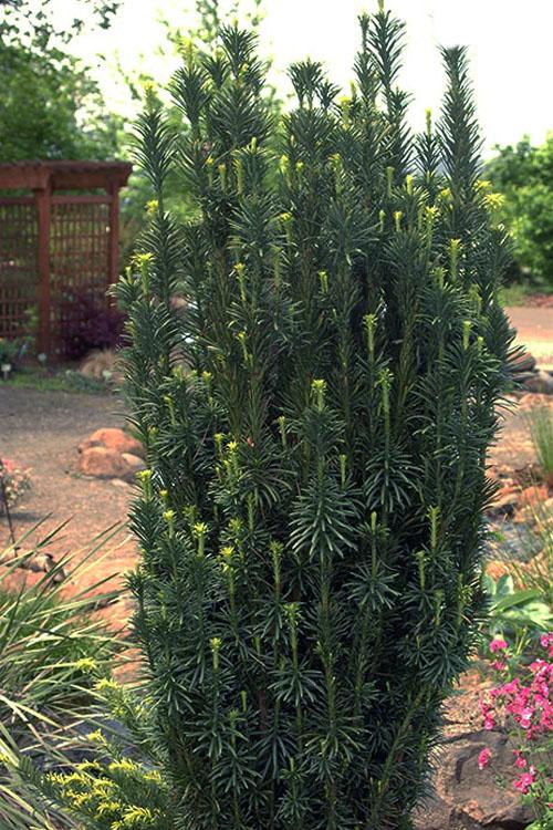 Cephalotaxus Harringtonia 'fastigiata' - View 21 from www redcrocus com