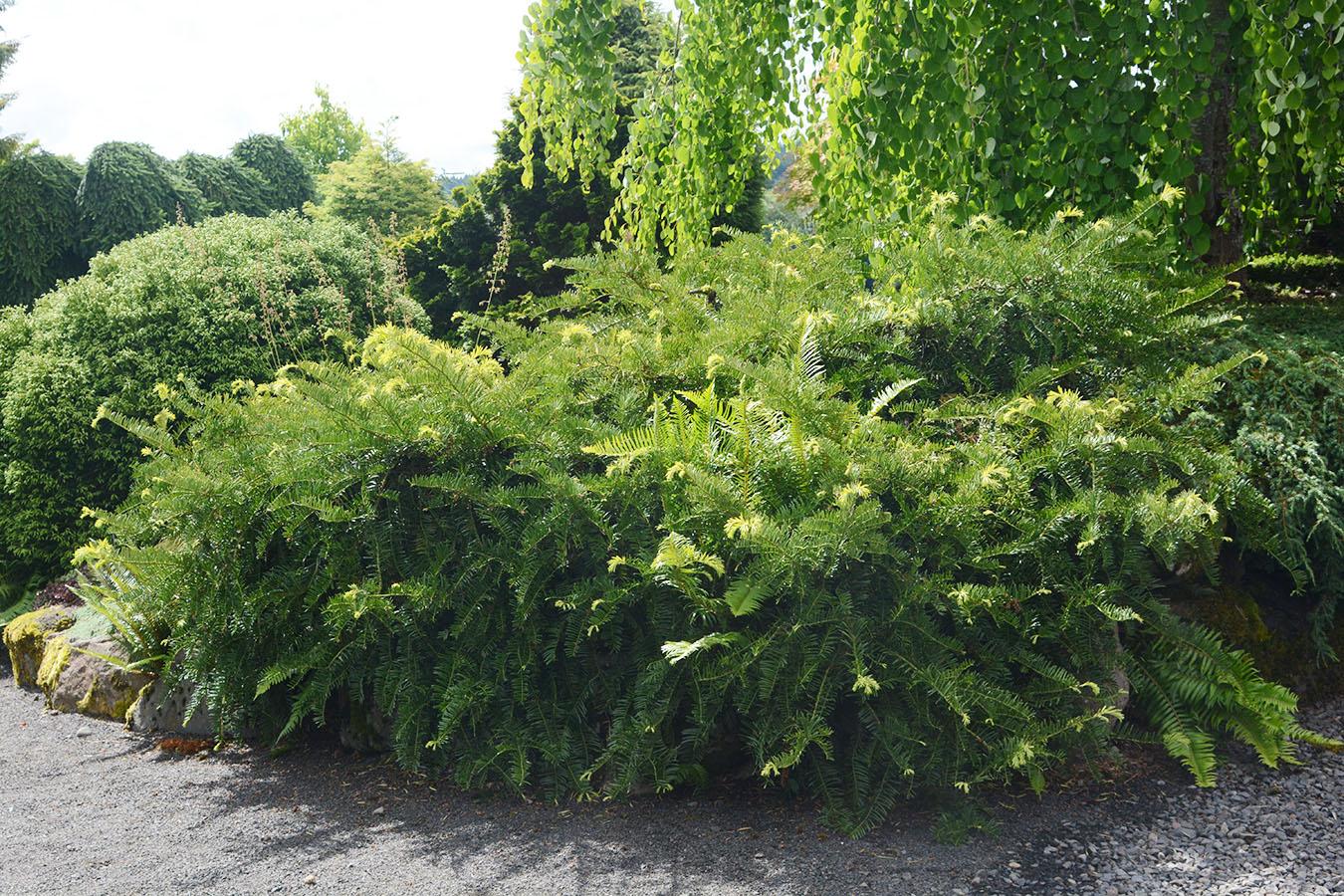 Cephalotaxus Harringtonia 'fastigiata' - View 23 from www redcrocus com