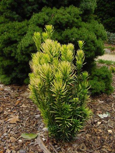 Cephalotaxus Harringtonia 'fastigiata' - View 24 from www redcrocus com