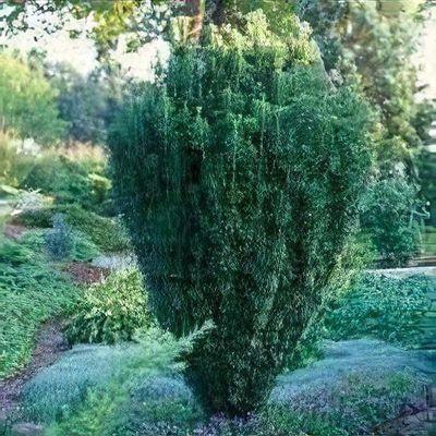 Cephalotaxus Harringtonia 'fastigiata' - View 25 from www redcrocus com