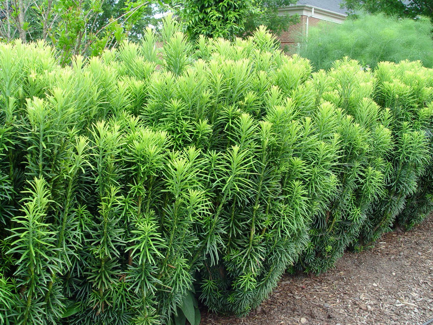 Cephalotaxus Harringtonia 'fastigiata' - View 26 from www redcrocus com