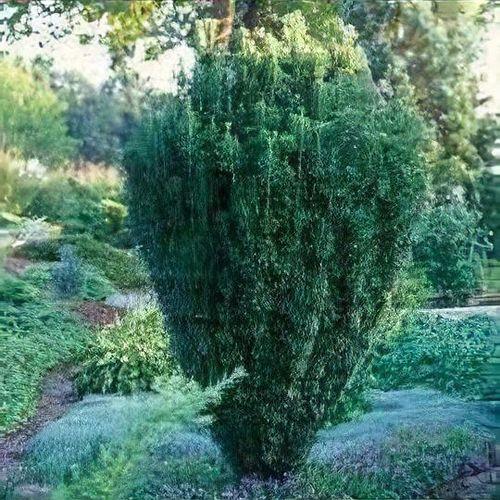 Cephalotaxus Harringtonia 'fastigiata' - View 27 from www redcrocus com