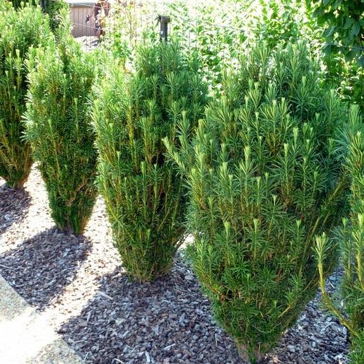 Cephalotaxus Harringtonia 'fastigiata' - View 2 from www redcrocus com