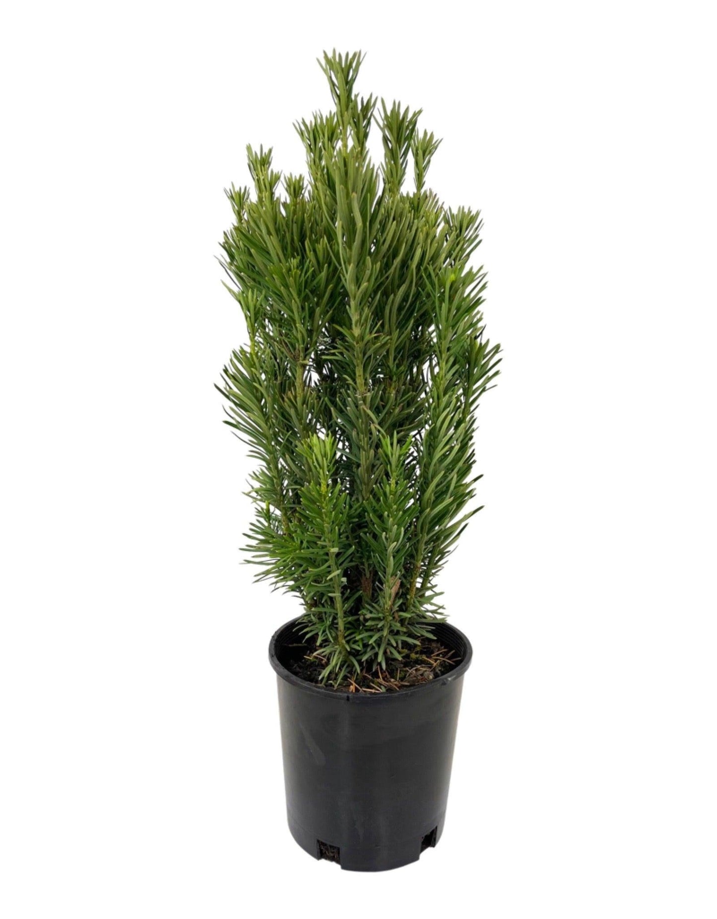 Cephalotaxus Harringtonia 'fastigiata' - View 30 from www redcrocus com