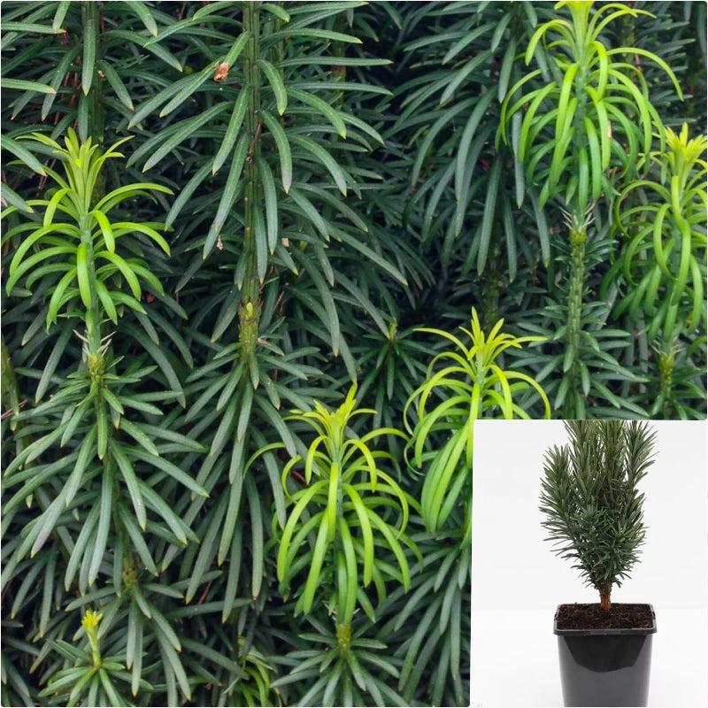 Cephalotaxus Harringtonia 'fastigiata' - View 32 from www redcrocus com