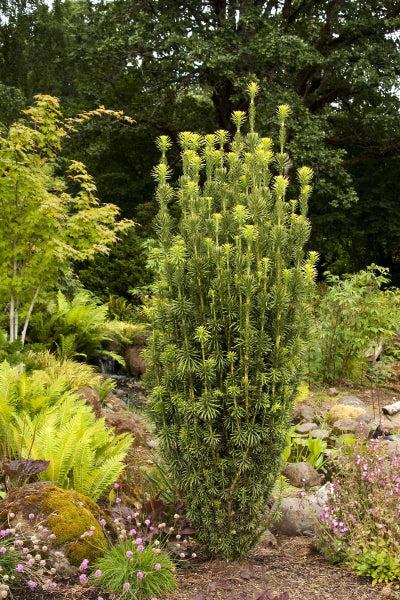 Cephalotaxus Harringtonia 'fastigiata' - View 34 from www redcrocus com