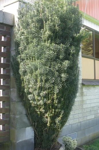 Cephalotaxus Harringtonia 'fastigiata' - View 35 from www redcrocus com