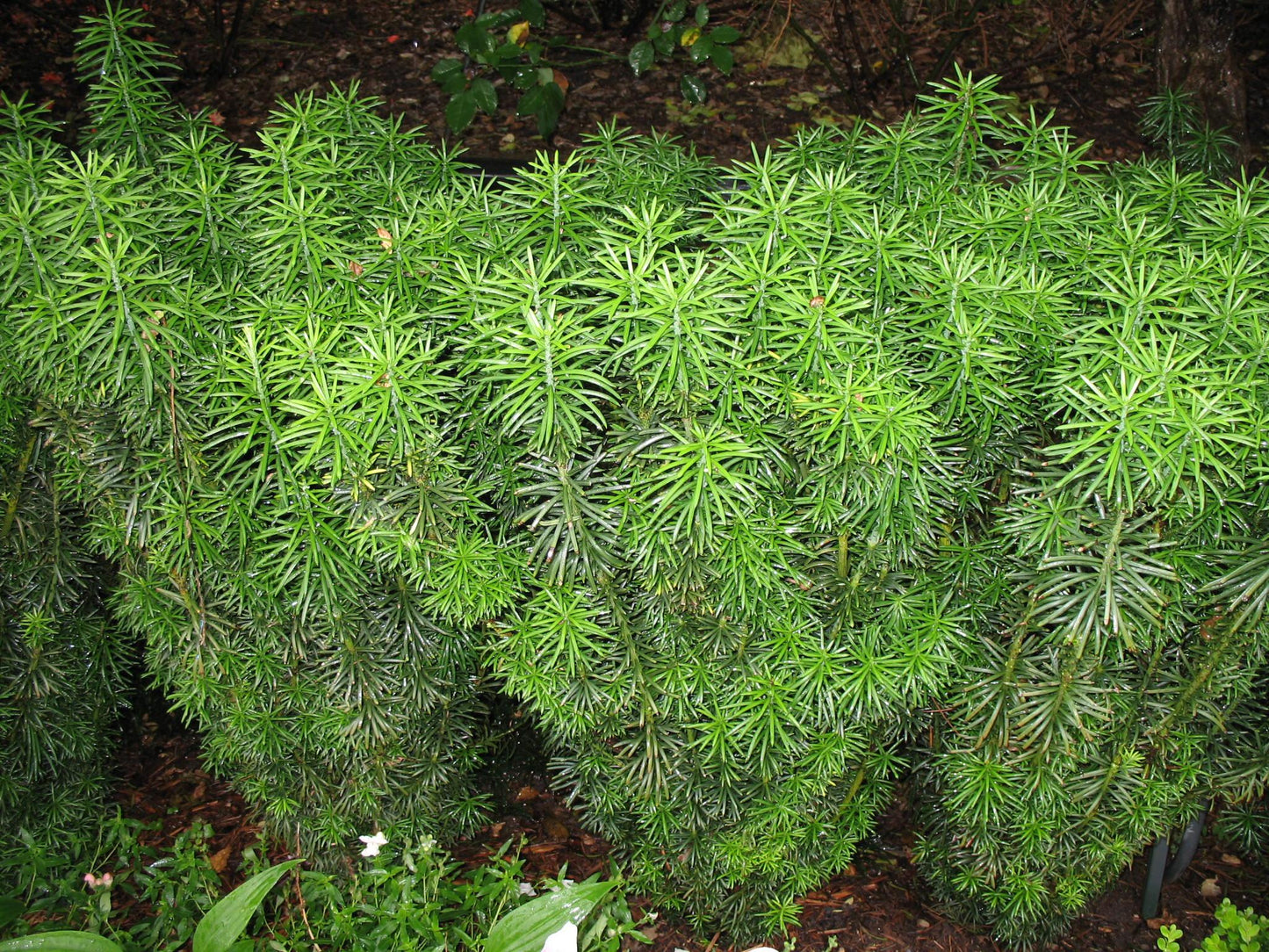 Cephalotaxus Harringtonia 'fastigiata' - View 37 from www redcrocus com