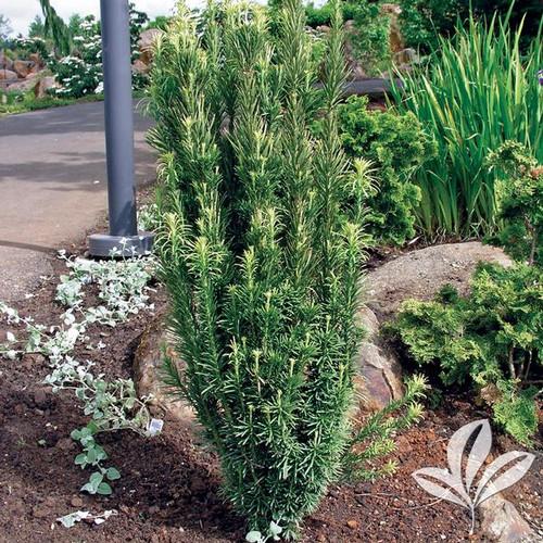 Cephalotaxus Harringtonia 'fastigiata' - View 38 from www redcrocus com