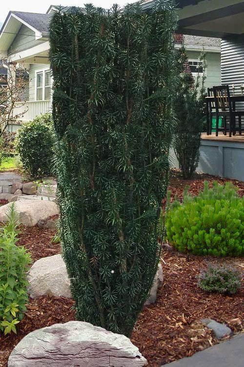 Cephalotaxus Harringtonia 'fastigiata' - View 6 from www redcrocus com