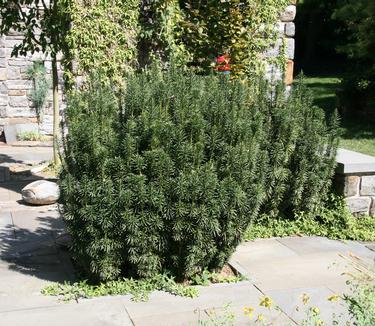 Cephalotaxus Harringtonia 'fastigiata' - View 7 from www redcrocus com