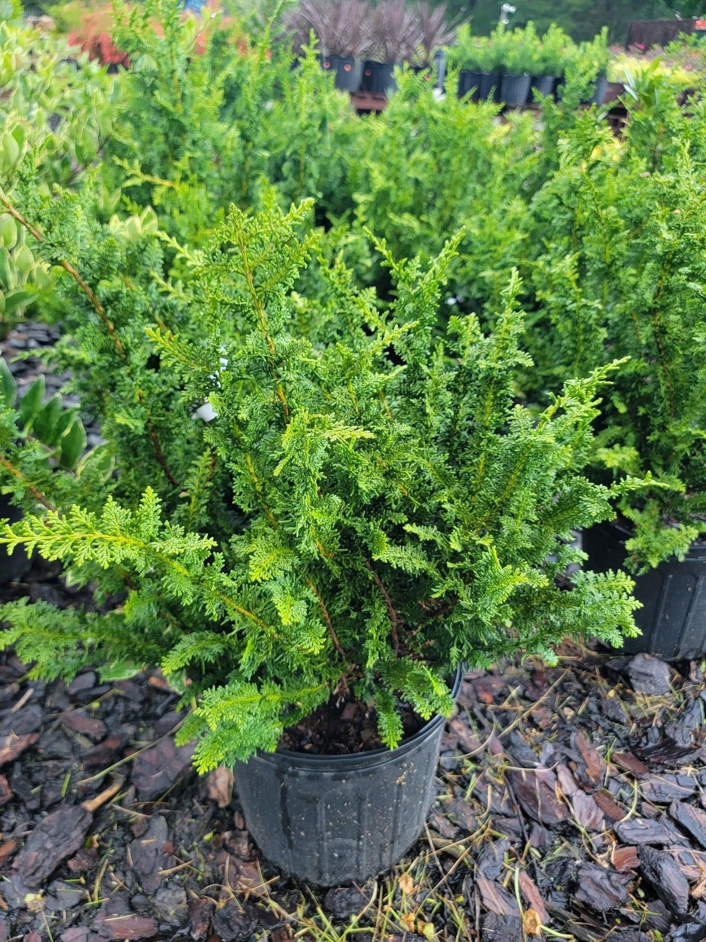 Chamaecyparis Obtusa 'jade Waves' - View 10 from www redcrocus com