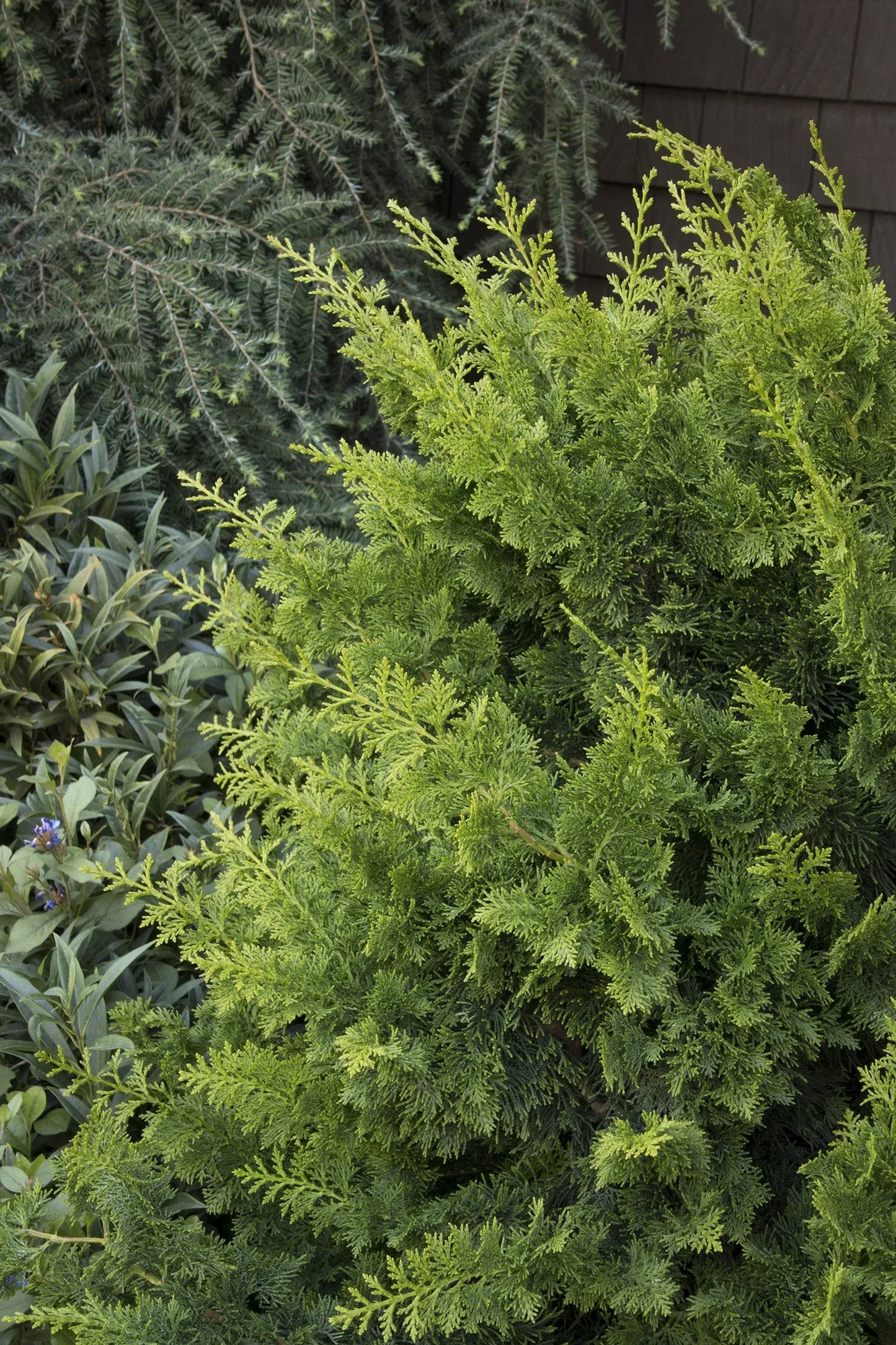 Chamaecyparis Obtusa 'jade Waves' - View 11 from www redcrocus com