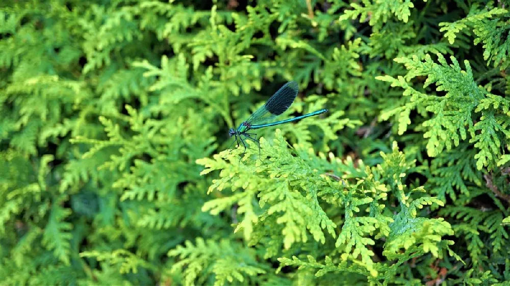 Chamaecyparis Obtusa 'jade Waves' - View 12 from www redcrocus com