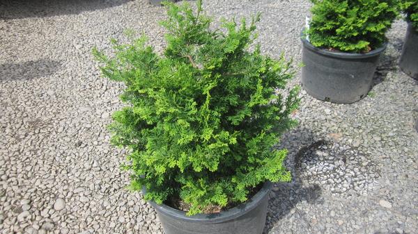Chamaecyparis Obtusa 'jade Waves' - View 13 from www redcrocus com