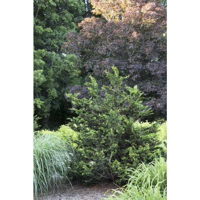 Chamaecyparis Obtusa 'jade Waves' - View 14 from www redcrocus com