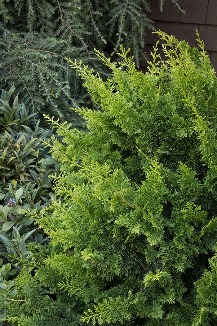 Chamaecyparis Obtusa 'jade Waves' - View 16 from www redcrocus com