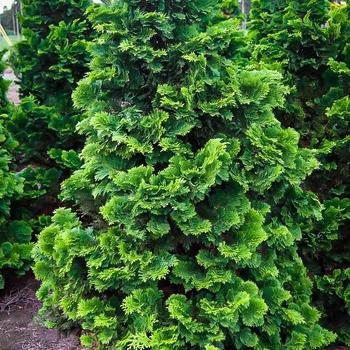 Chamaecyparis Obtusa 'jade Waves' - View 17 from www redcrocus com