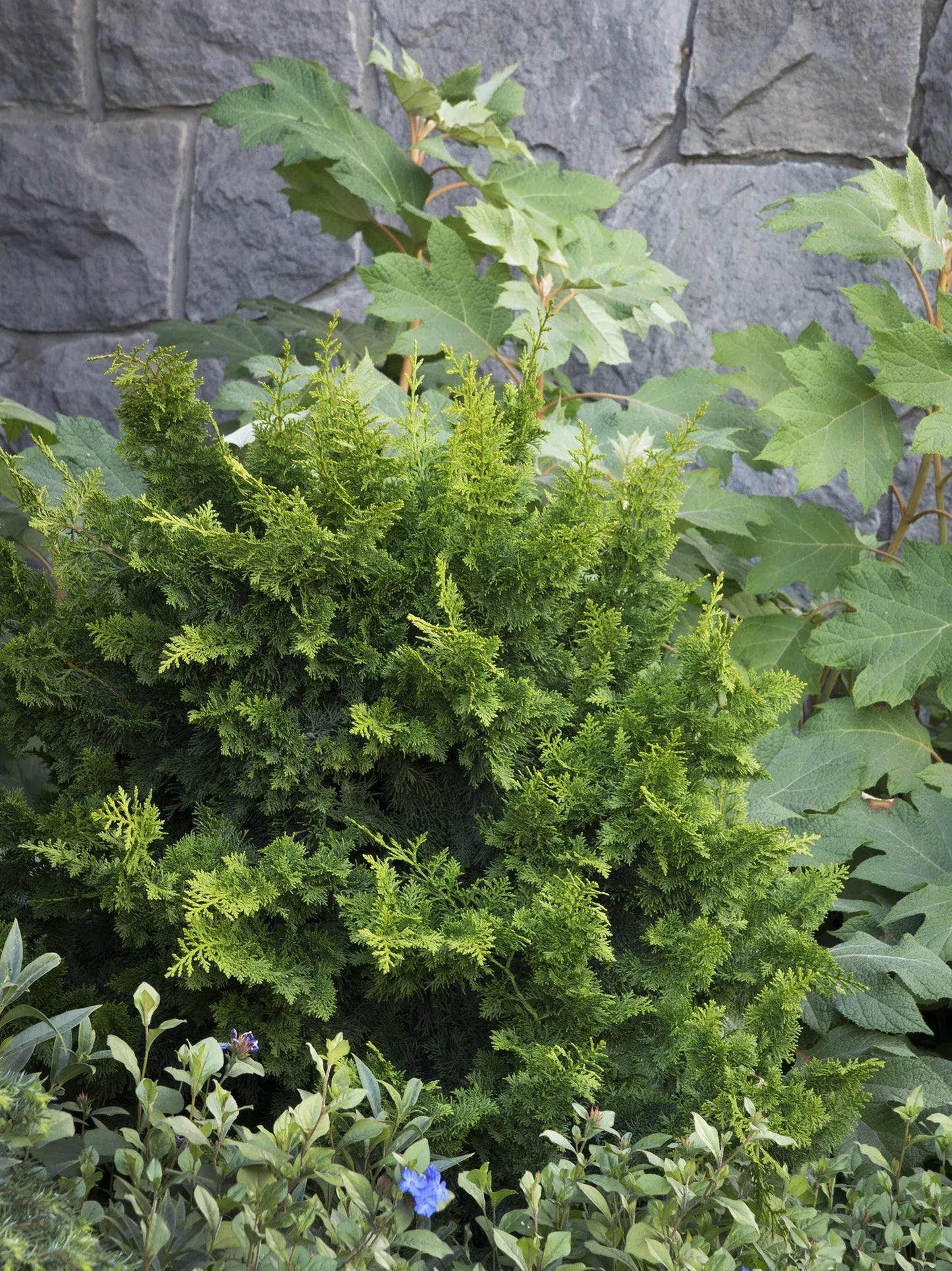 Chamaecyparis Obtusa 'jade Waves' - View 18 from www redcrocus com