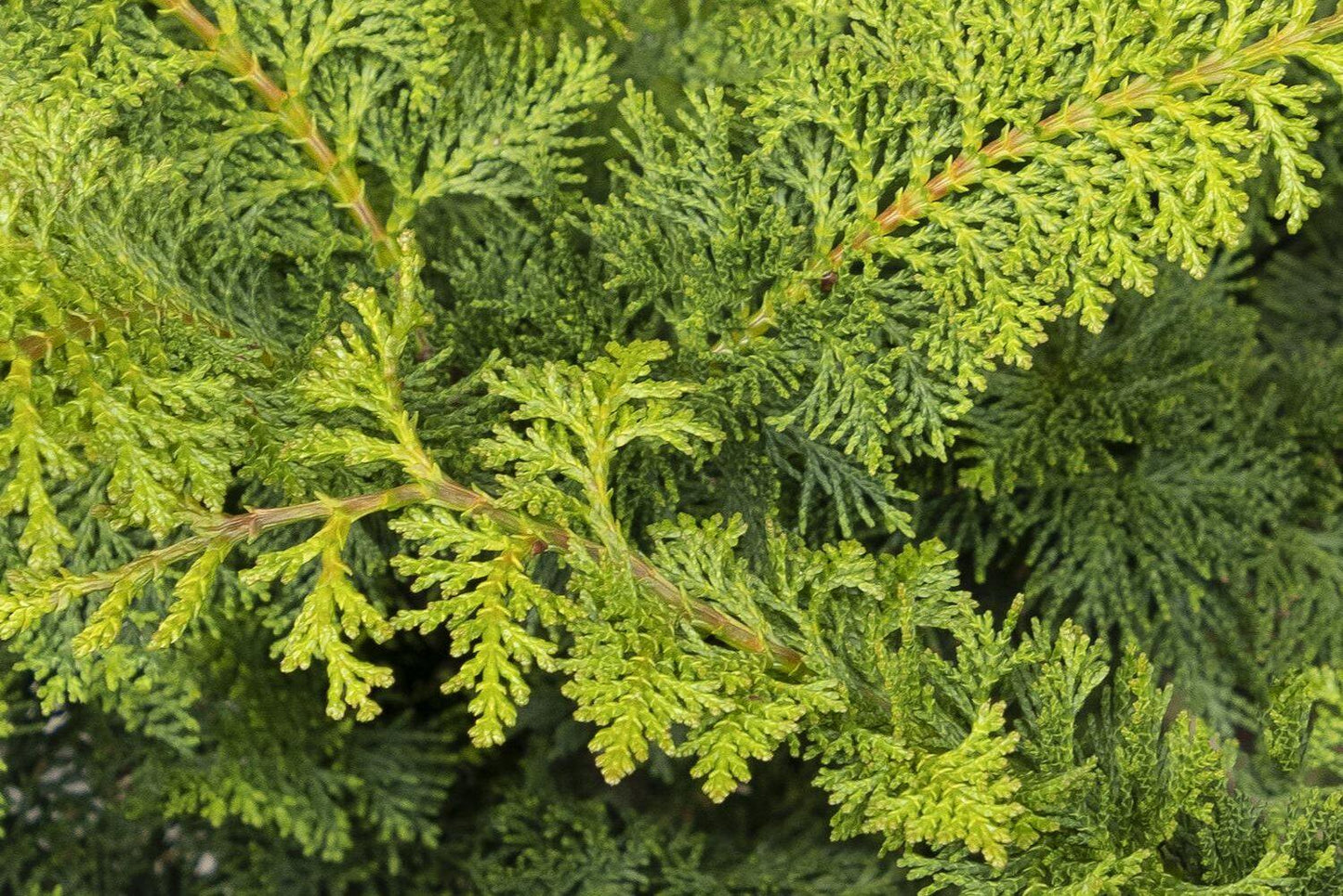 Chamaecyparis Obtusa 'jade Waves' - View 19 from www redcrocus com