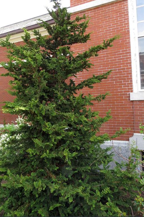 Chamaecyparis Obtusa 'jade Waves' - View 22 from www redcrocus com