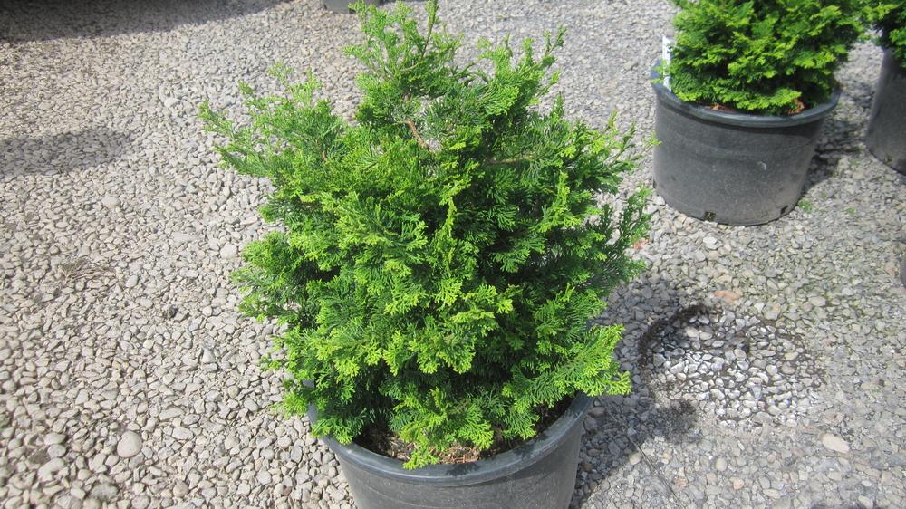 Chamaecyparis Obtusa 'jade Waves' - View 23 from www redcrocus com