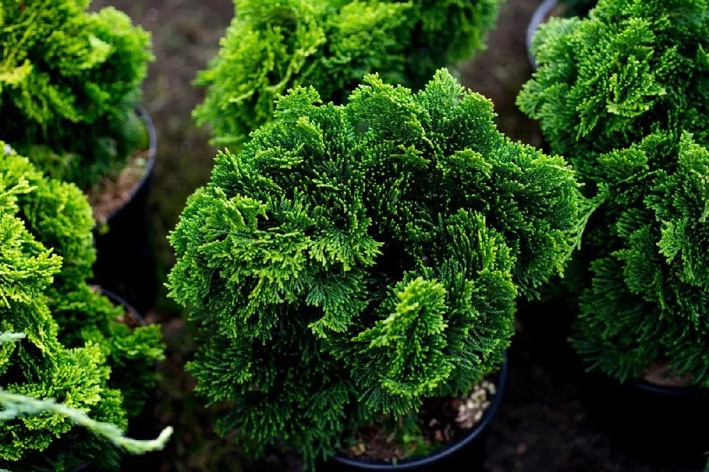 Chamaecyparis Obtusa 'jade Waves' - View 24 from www redcrocus com