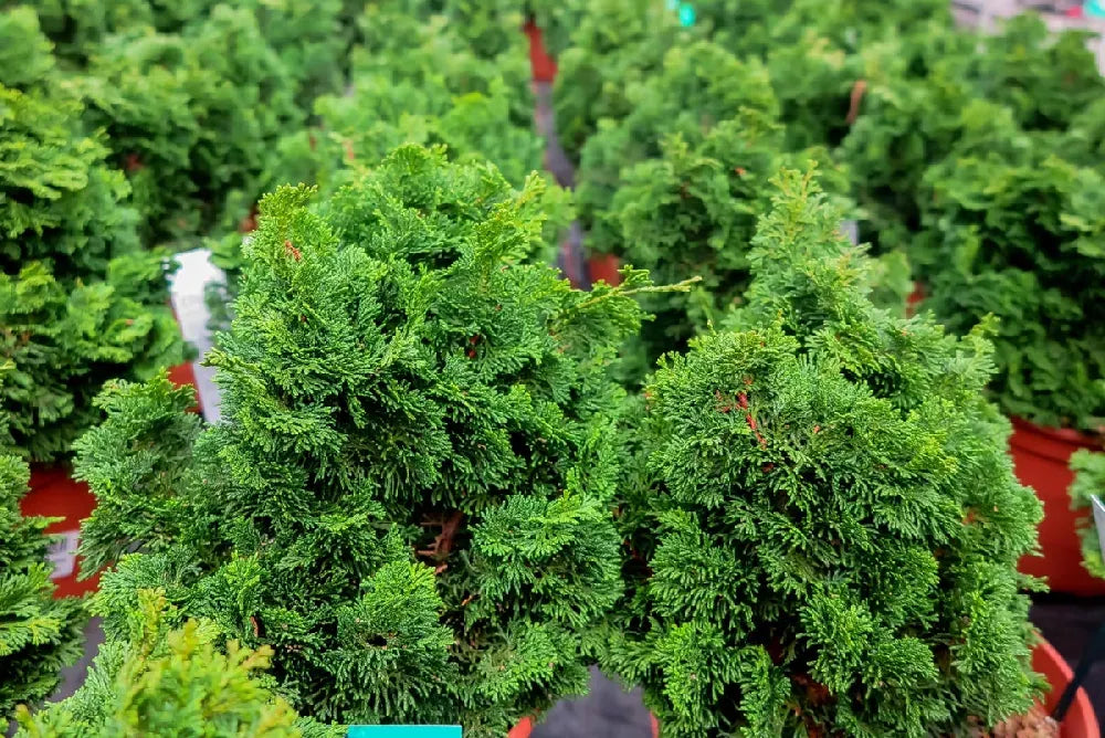 Chamaecyparis Obtusa 'jade Waves' - View 26 from www redcrocus com