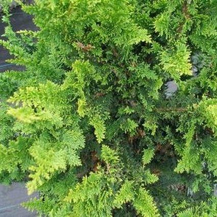 Chamaecyparis Obtusa 'jade Waves' - View 27 from www redcrocus com