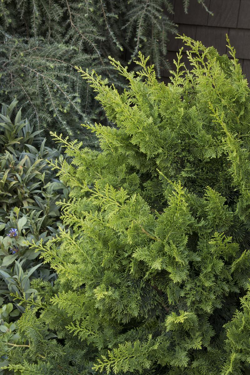 Chamaecyparis Obtusa 'jade Waves' - View 28 from www redcrocus com