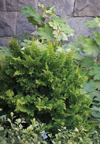 Chamaecyparis Obtusa 'jade Waves' - View 3 from www redcrocus com