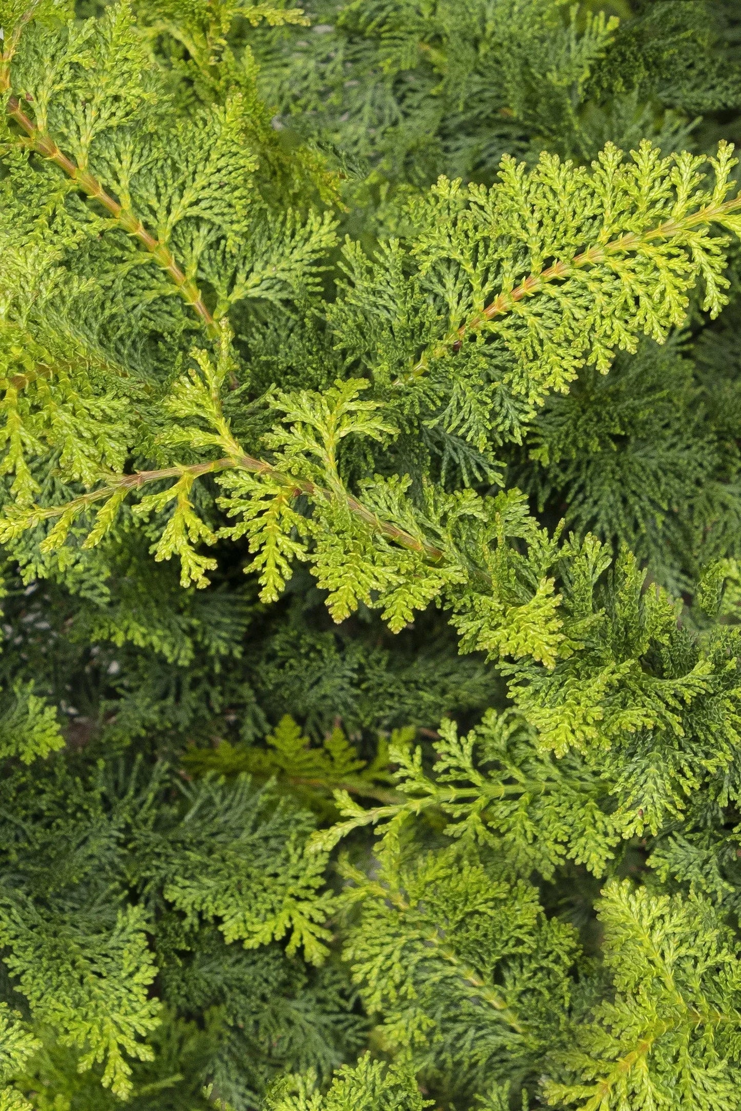 Chamaecyparis Obtusa 'jade Waves' - View 4 from www redcrocus com