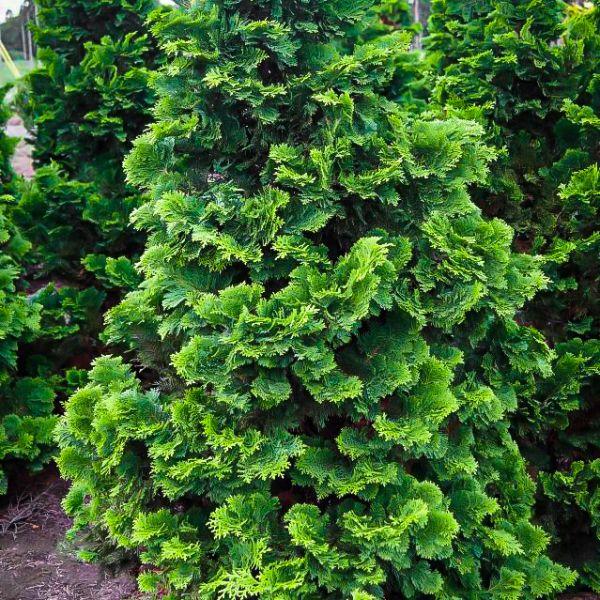 Chamaecyparis Obtusa 'jade Waves' - View 7 from www redcrocus com