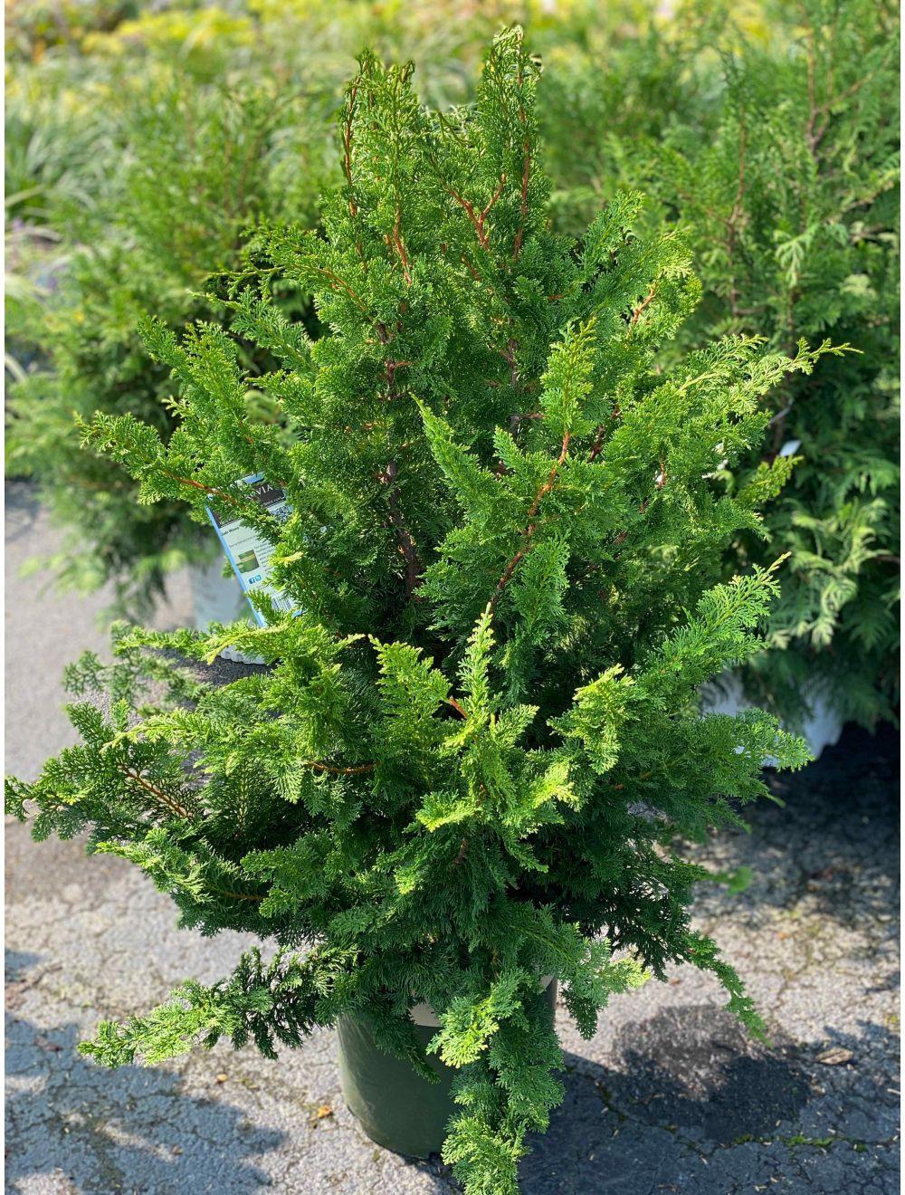 Chamaecyparis Obtusa 'jade Waves' - View 9 from www redcrocus com