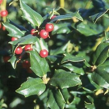 Ilex Opaca 'wyetta' - View 11 from www redcrocus com
